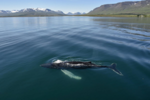 Read more about the article Akureyri Classic Whale Watching