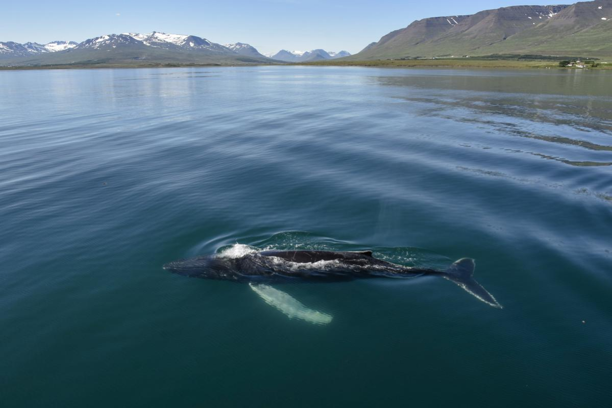 Read more about the article Akureyri Classic Whale Watching